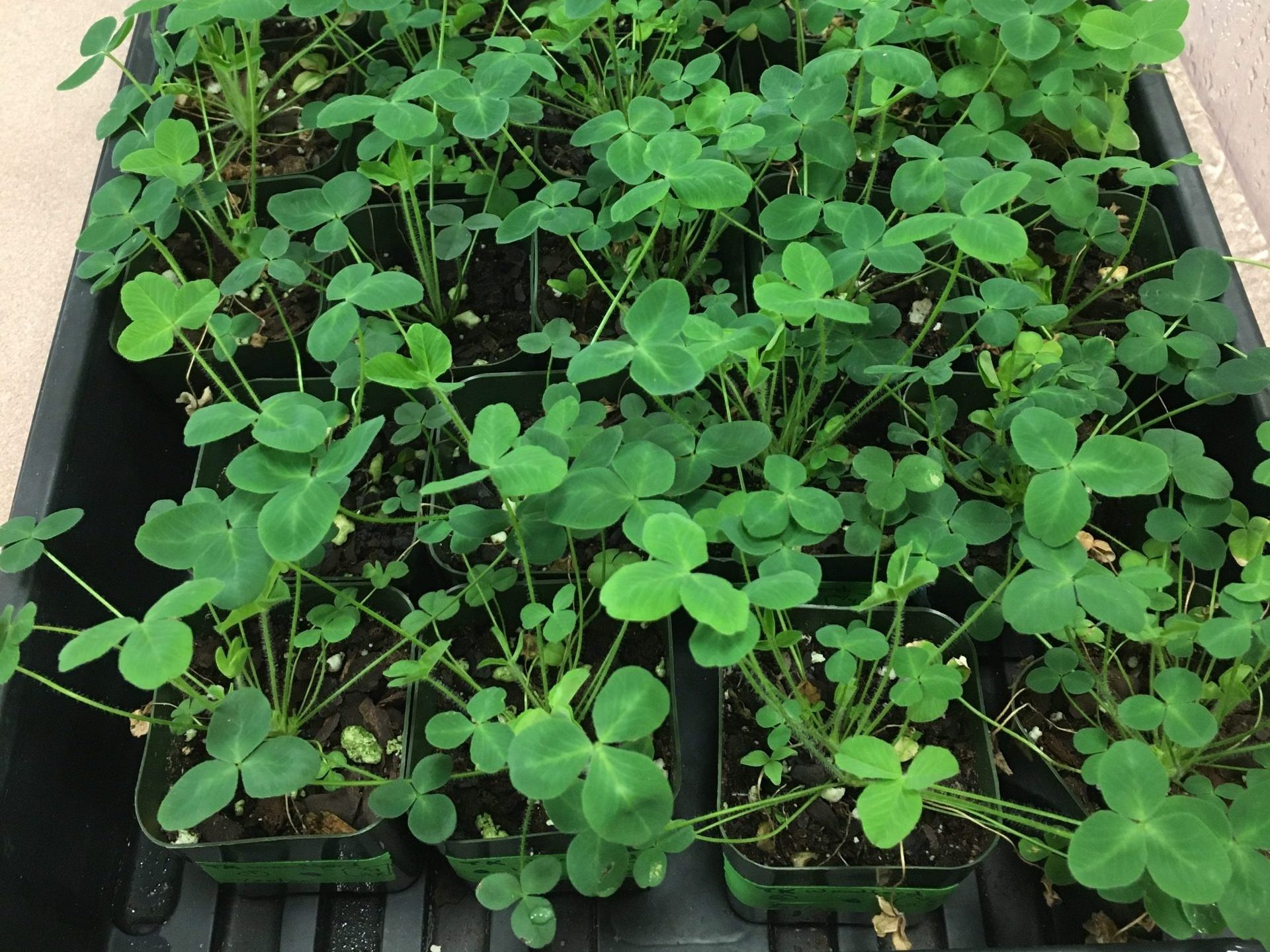 Propagation of the newly described Kentucky endemic, T. kentuckiense.