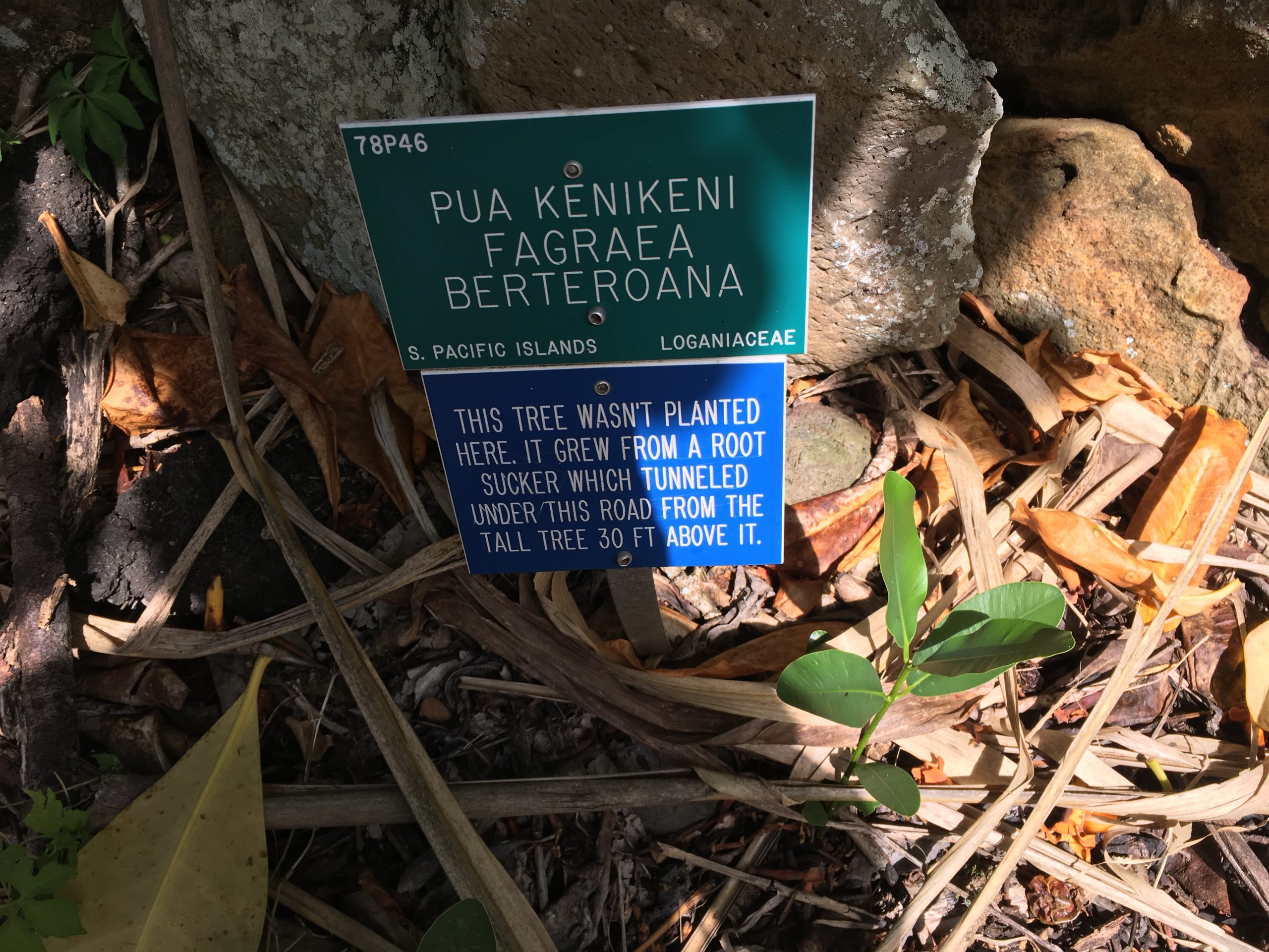 Image of Pua kenikeni fagraea berteroana tree.