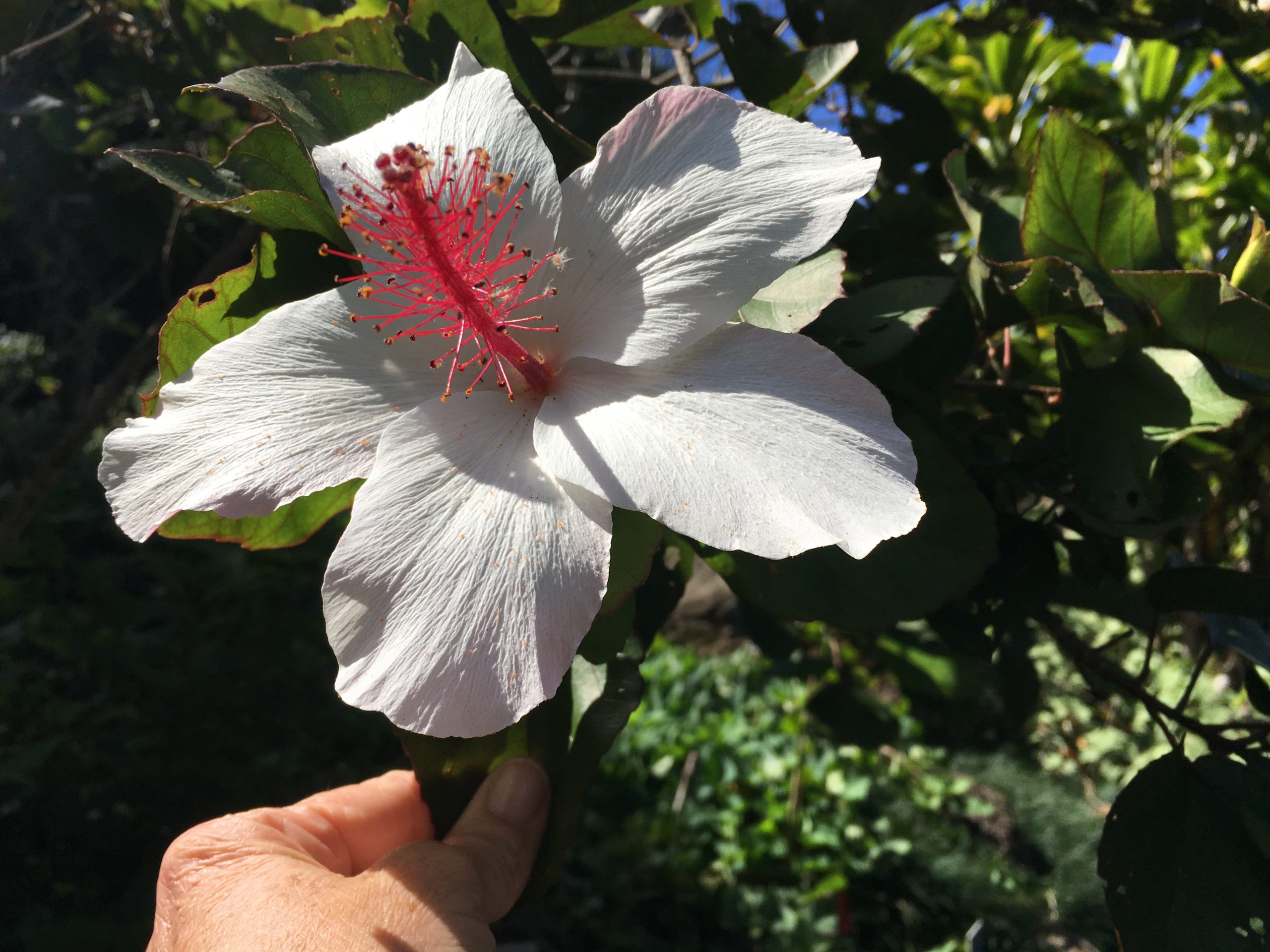 Hibiscus arnottianus, Hawaiian white hibiscus, Koki’o ke’oke’o.