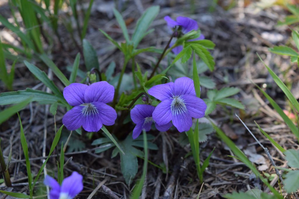 Coast violet (Viola brittoniana) in Massachusetts, one of the many species tracked in Natural Heritage Programs of New England. Photo credit: Laney Widener, Botanical Coordinator at the New England Wild Flower Society, 2017.