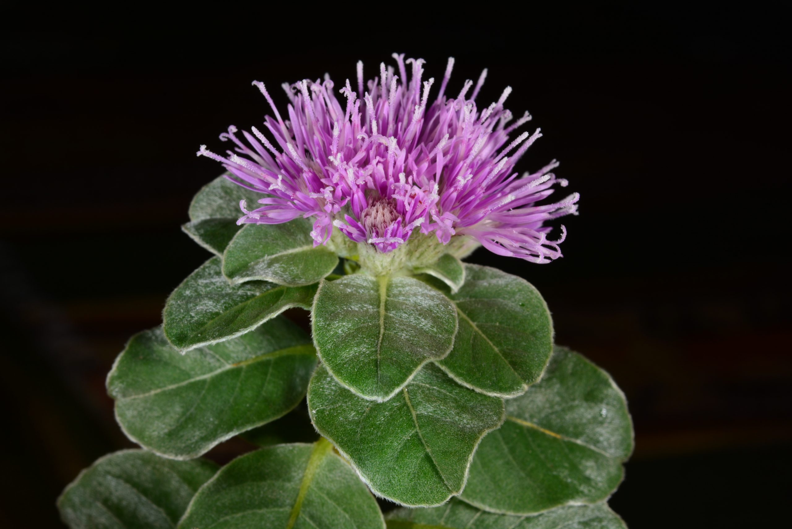 Flowers of Proctor’s ironweed (Vernonia proctorii), an endangered shrub endemic to the dry serpentine soils of Sierra Bermeja in southwest Puerto Rico.