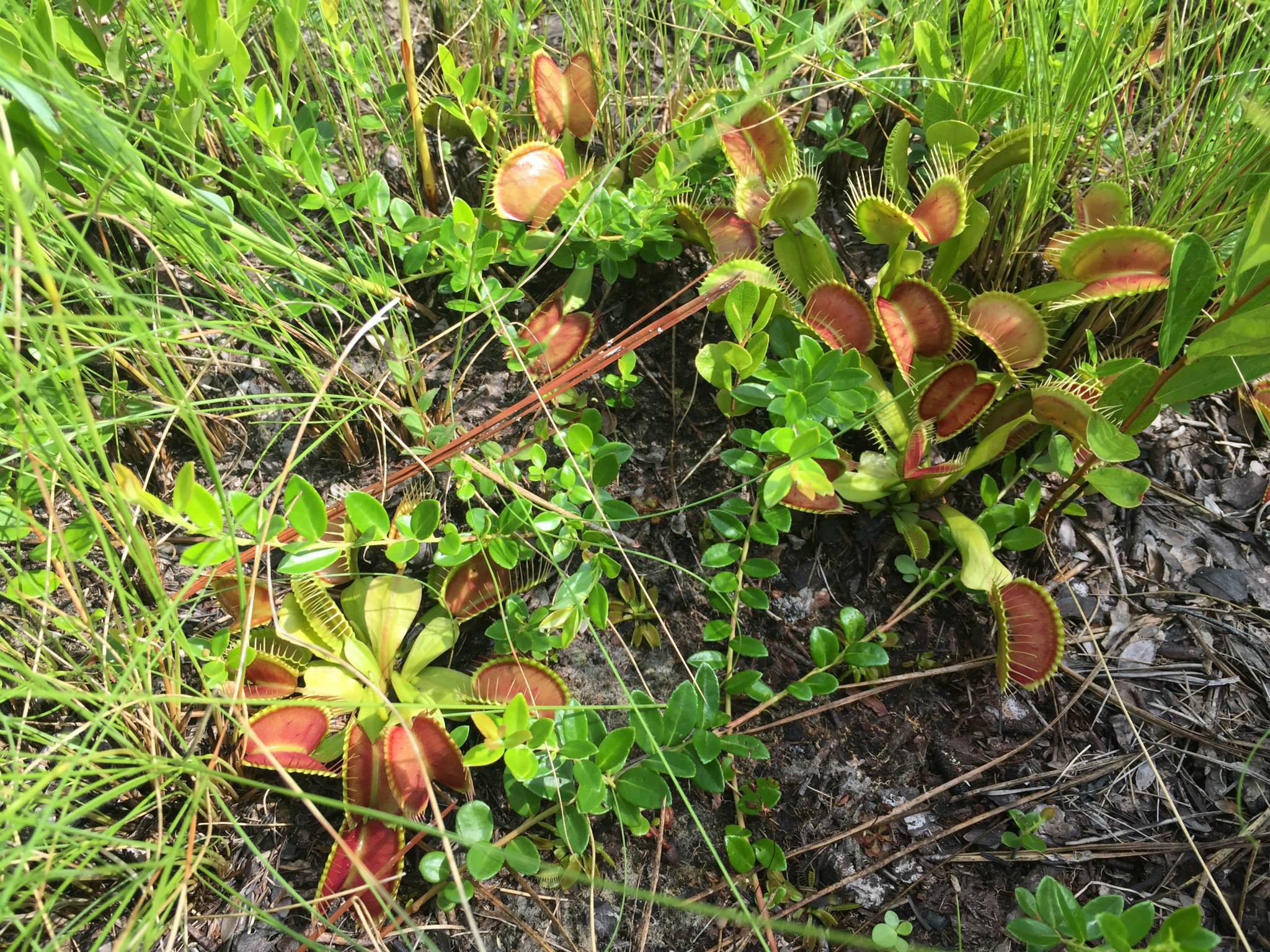 Venus flytraps (Dionaea muscipula) and other carnivorous plants.