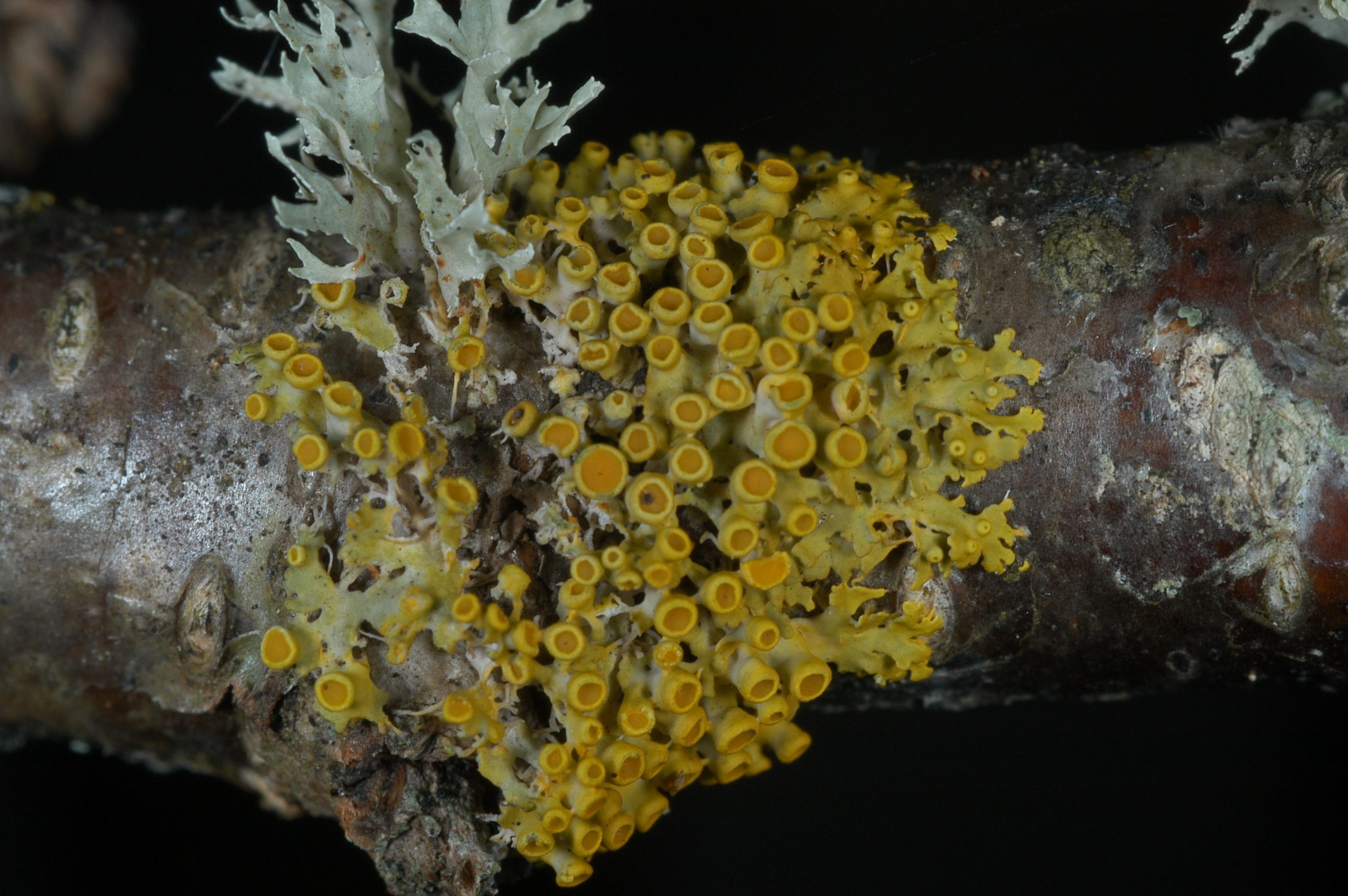 Lichen coloration is primarily due to pigments produced in their outer layers and which serve many functions, including sunscreening. This orange species, Xanthomendoza hasseana, is rare in the southern Appalachians where it grows on canopy branches in old-growth forests.