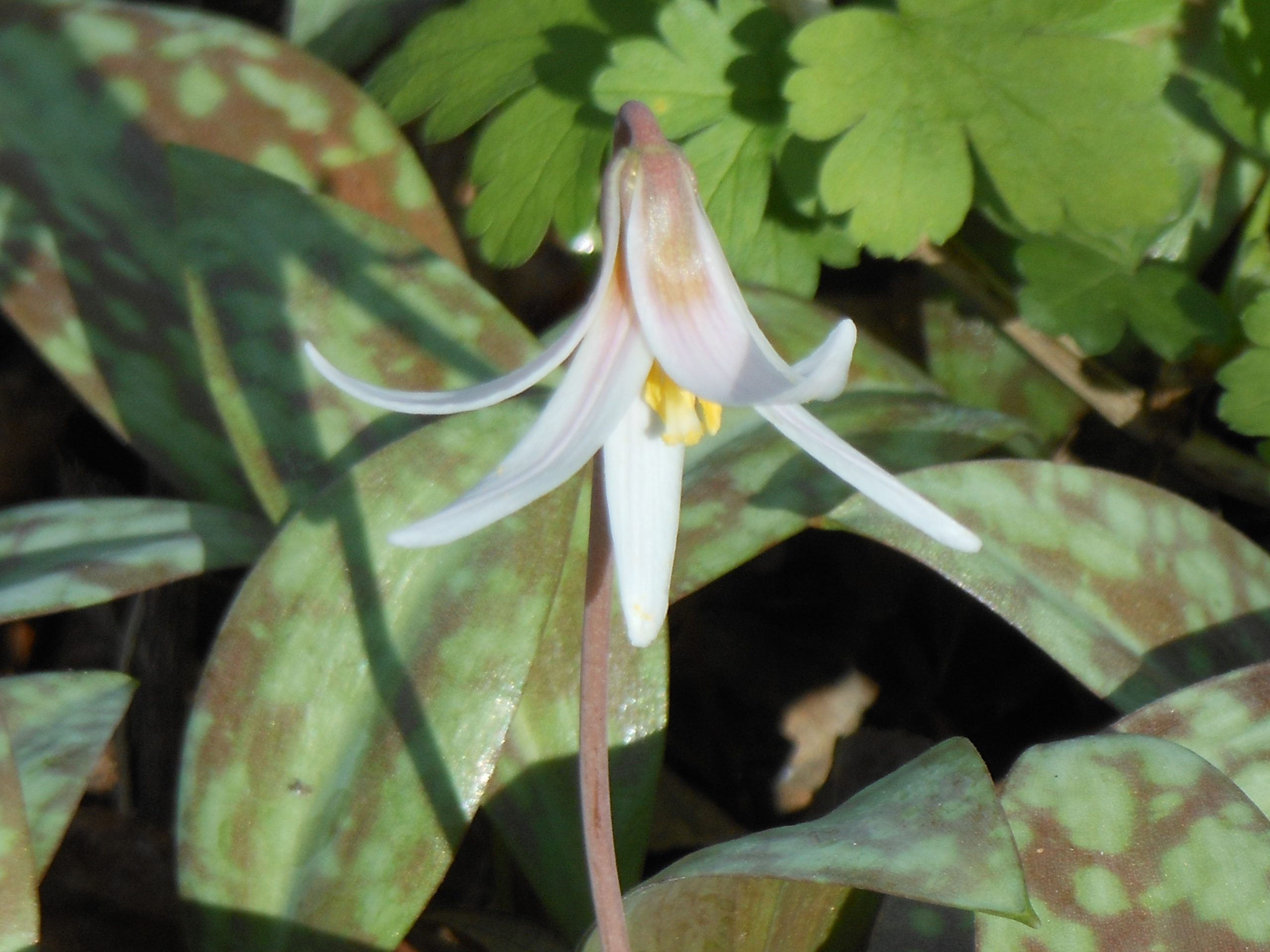 Erythronium propullans, Minnesota dwarf trout lily.