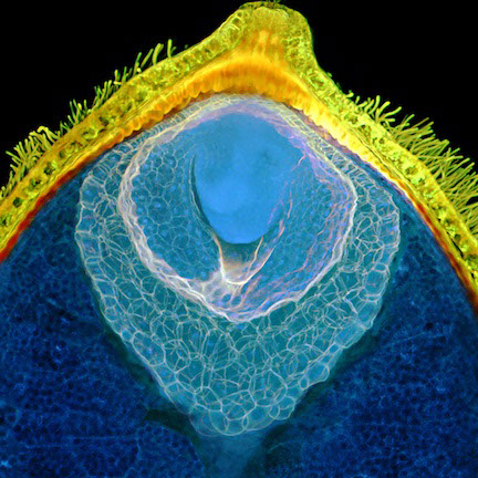 Photos of the inside of the seeds (taken with a confocal microscope). They both show the inside of mature or nearly-mature seeds – one shows the whole seed, one is a close-up of part of the seed. For scale, the seeds are about 1-2 millimeters long. The pictures show the major tissue types within a water lily seed: an embryo, it’s sibling tissue (‘endosperm’), a nutrient-storage tissue derived from the mother, and a fuzzy, hair-covered seed coat. (Photos @Rebecca Povilus)