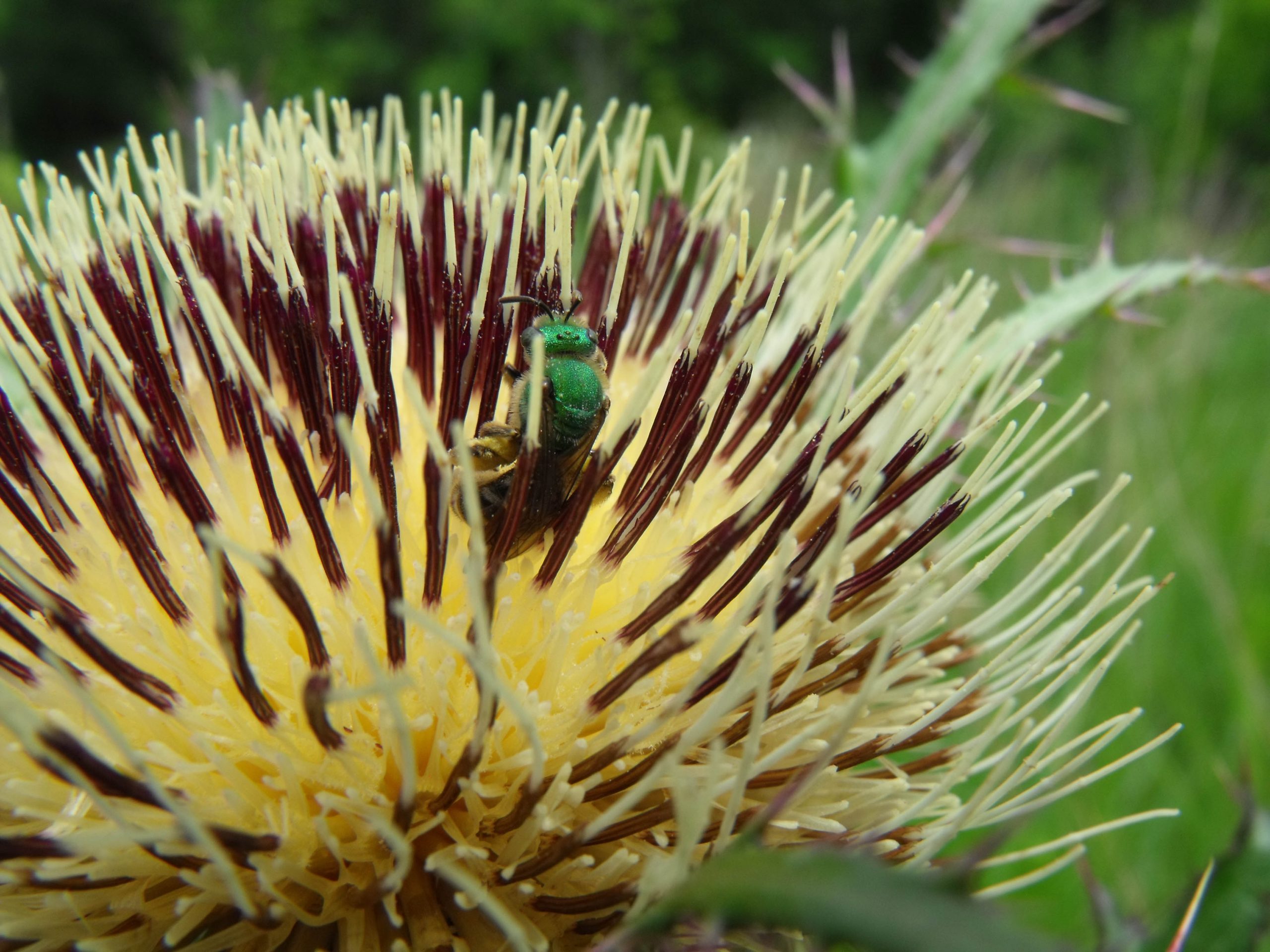 Cuckoo wasp (Chrysididae species) on yellow thistle (Cirsium horridulum)