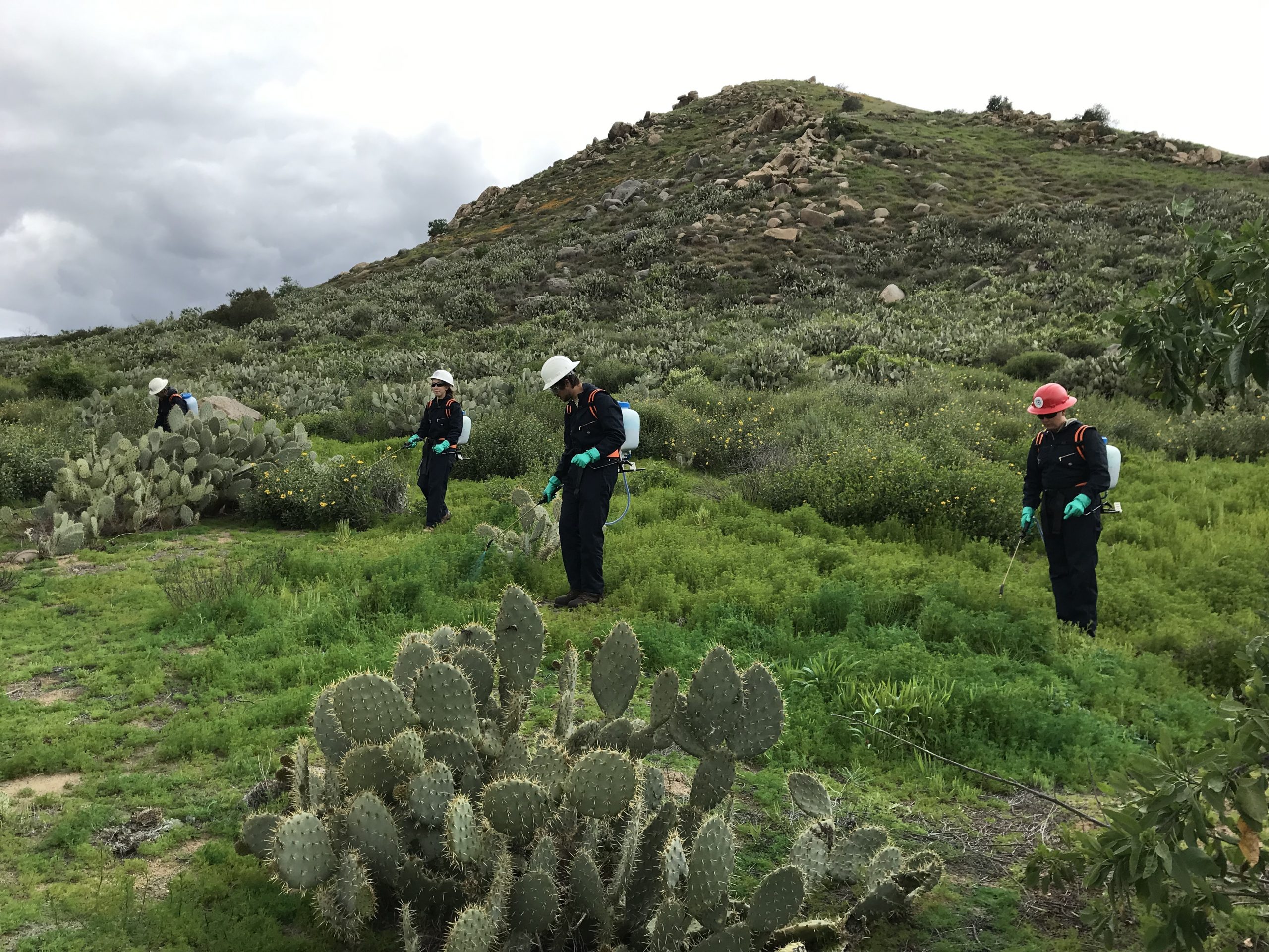 A restoration crew from the American Conservation Experience sprays a selective herbicide to control stinknet (Oncosiphon piluliferum), an invasive plant gaining a footh