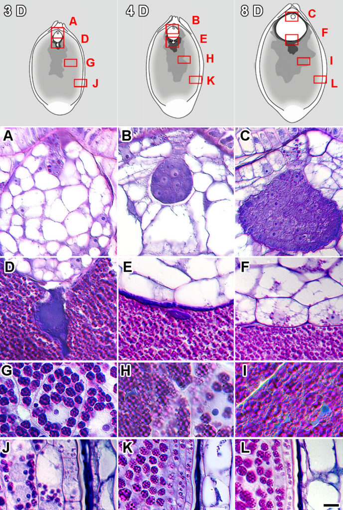 Insoluble polysaccharide zonation in Nymphaea thermarum developing seeds.