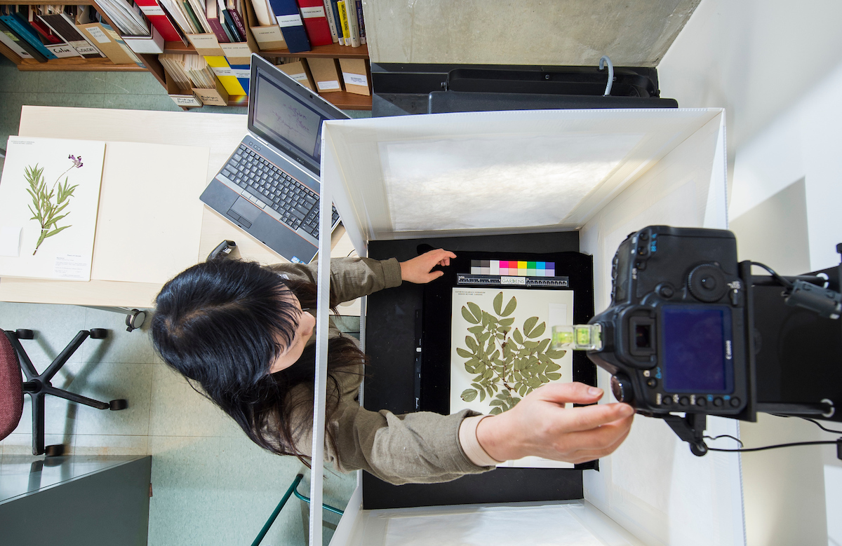 High resolution imaging of herbarium specimens allows the Gardens’ to share this precious research with the scientific community through iDigBio.