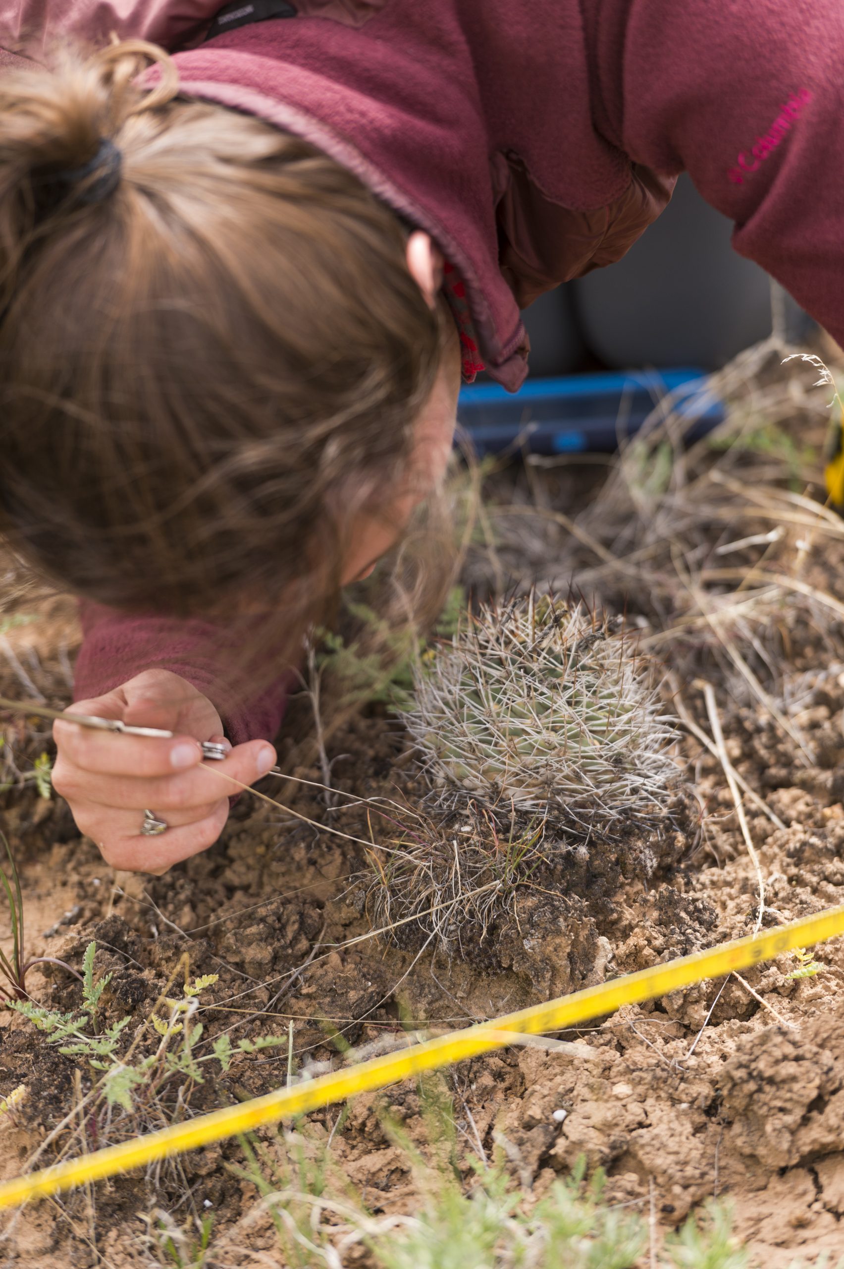 DBG research team in the field near De Beque, Colorado for Sclerocactus glaucus