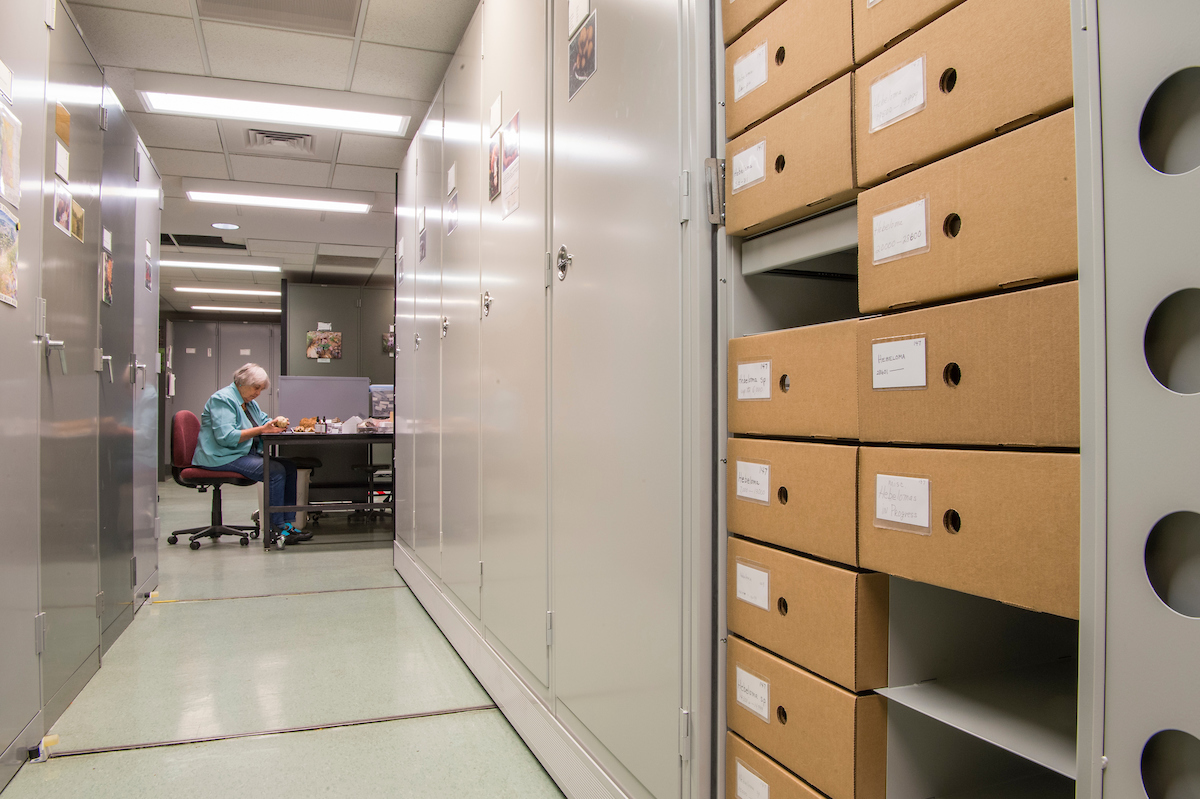 Denver Botanic Gardens is home to an impressive collection of herbaria specimens, but the scientific contained in them isn’t constrained to the herbarium cabinets.