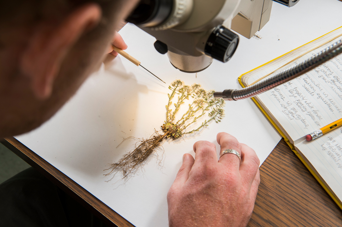 Herbarium voucher specimen at the Denver Botanic Garden