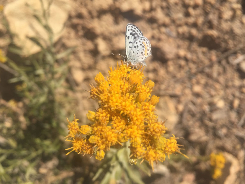 Butterfly pollinating Palmer’s Goldenbrush (ericameria palmeri). Photo @Stacy Anderson