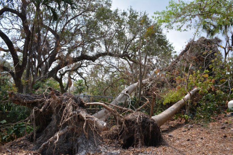 Hurricane Irma Archives Center for Plant Conservation