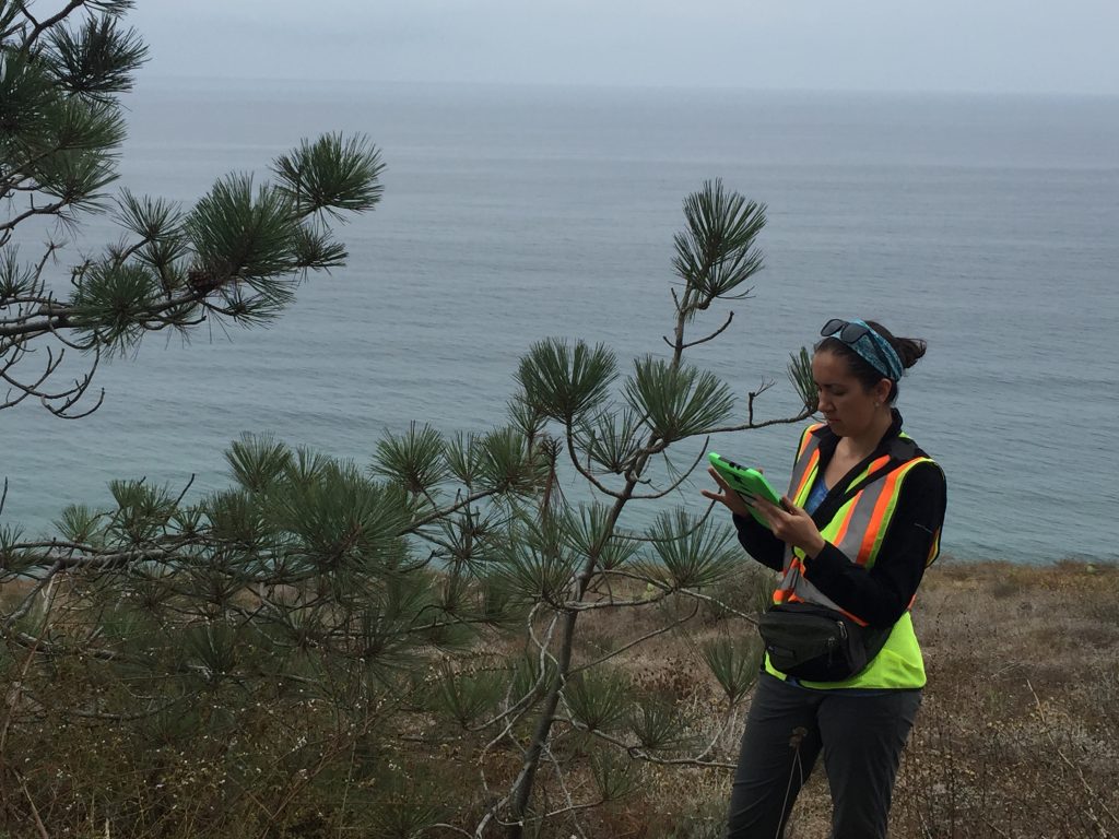 Dr. Stephanie Steele collecting data at Torrey Pines State Reserve.