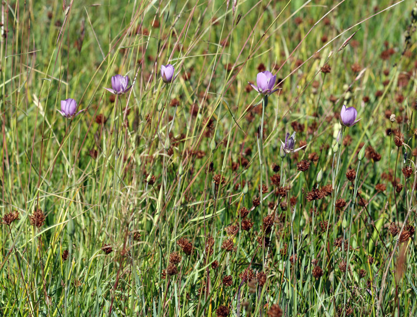 Long-haired Star-tulip (Calochortus longebarbatus var. longebarbatus). Photo @2011 Steve Matson.