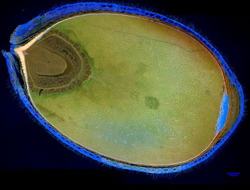 Photos of the inside of the seeds (taken with a confocal microscope). They both show the inside of mature or nearly-mature seeds – one shows the whole seed, one is a close-up of part of the seed. For scale, the seeds are about 1-2 millimeters long. The pictures show the major tissue types within a water lily seed: an embryo, it’s sibling tissue (‘endosperm’), a nutrient-storage tissue derived from the mother, and a fuzzy, hair-covered seed coat.