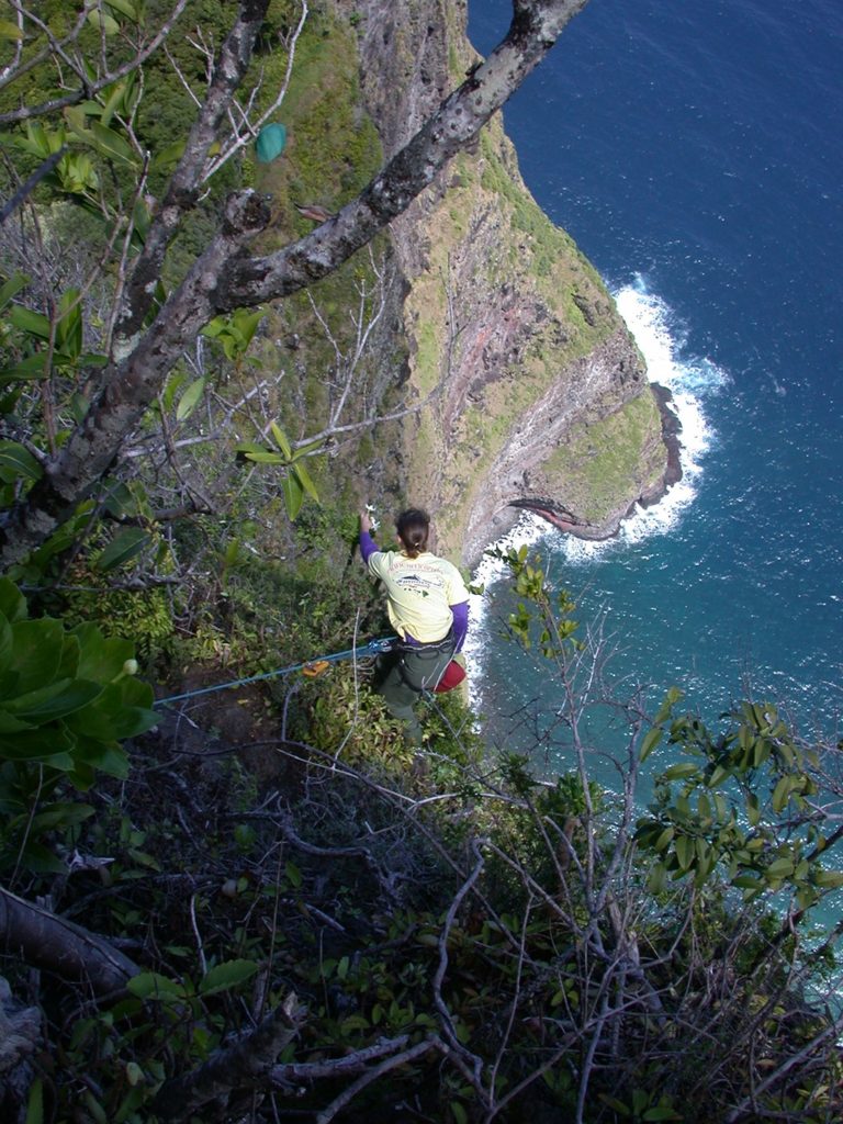 Student rappelling down cliffs to reach plants. Images provided by Ken Wood at the National Tropical Botanical Garden.