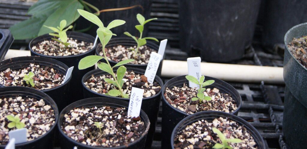 Image of Vernonia proctorii propagation at Fairchild Tropical Botanic Garden nursery. Photo credit: Courtesy of Fairchild Tropical Botanic Garden.