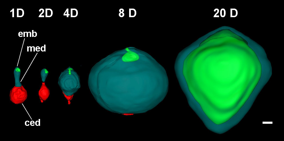 Embryo–endosperm volumetric relationships in Nymphaea thermarum.