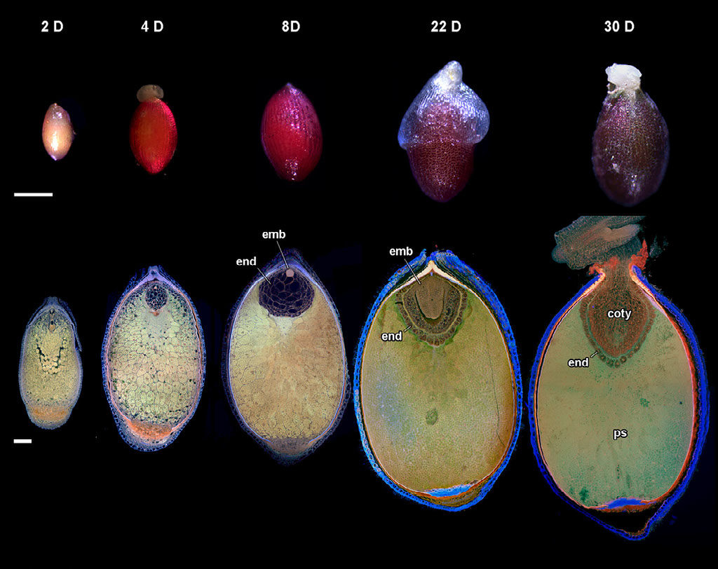 Seed development in Nymphaea thermarum.