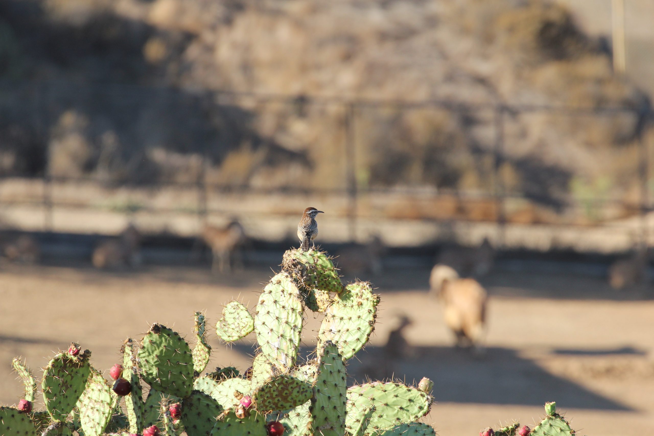 Rare local species, such as coastal cactus wren, can be found adjacent to exotic hoofstock kept for breeding, both species supported by the conservation efforts of San Diego Zoo Global.