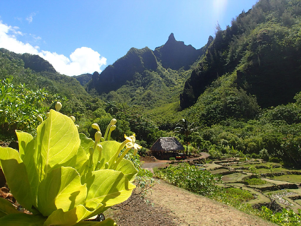 Endangered Hawaiian flowering plant, Brighamia insignis (Alula) in cultivation.