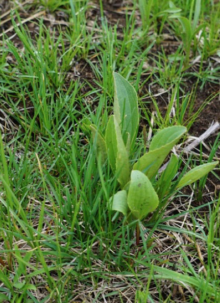 Arnoglossum plantagineum