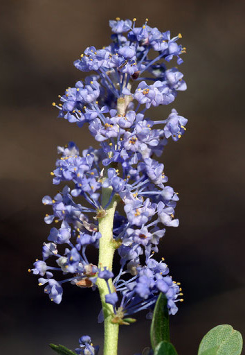 Ceanothus Pendletonensis