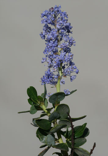 Ceanothus Pendletonensis