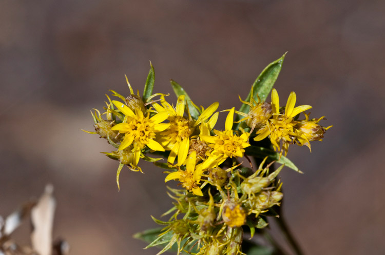 Smallhead heathgoldenrod (Lorandersonia microcephala). Photo credit: Richard Spellenberg.