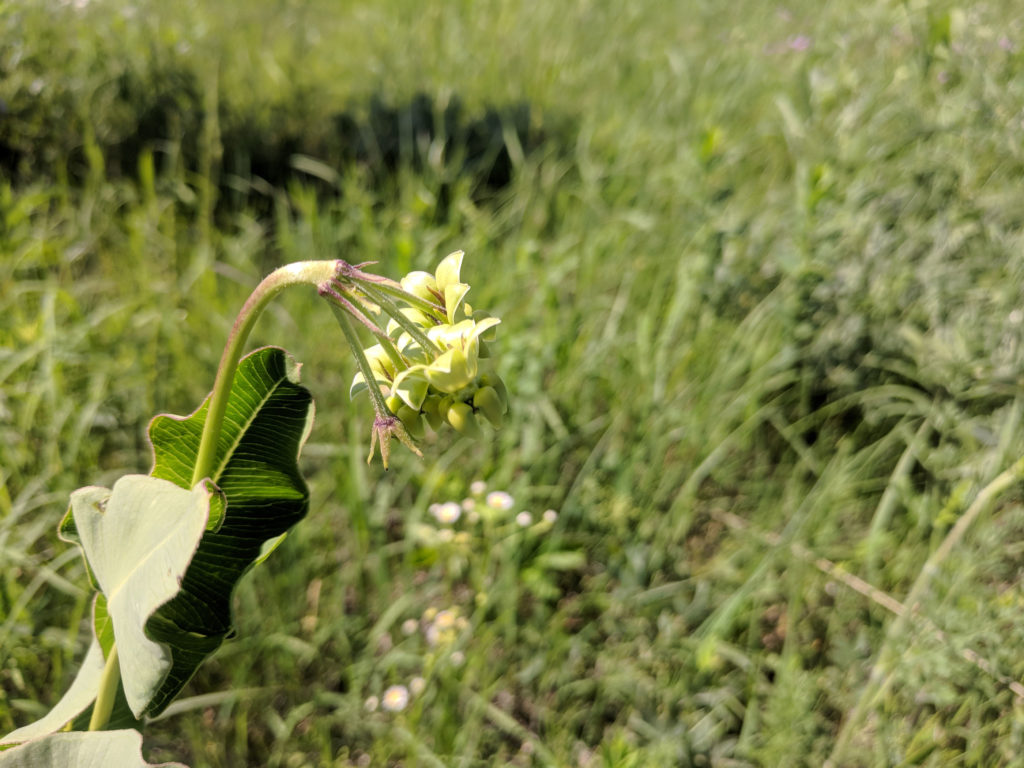 Meads milkweed