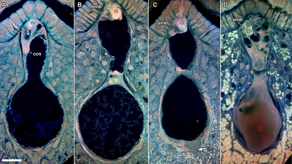 Fertilization and endosperm differentiation in Nymphaea thermarum.