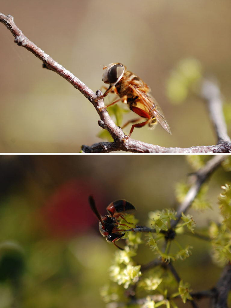 Pollinator visiting Ziziphus celata in the National Collection in January 2018