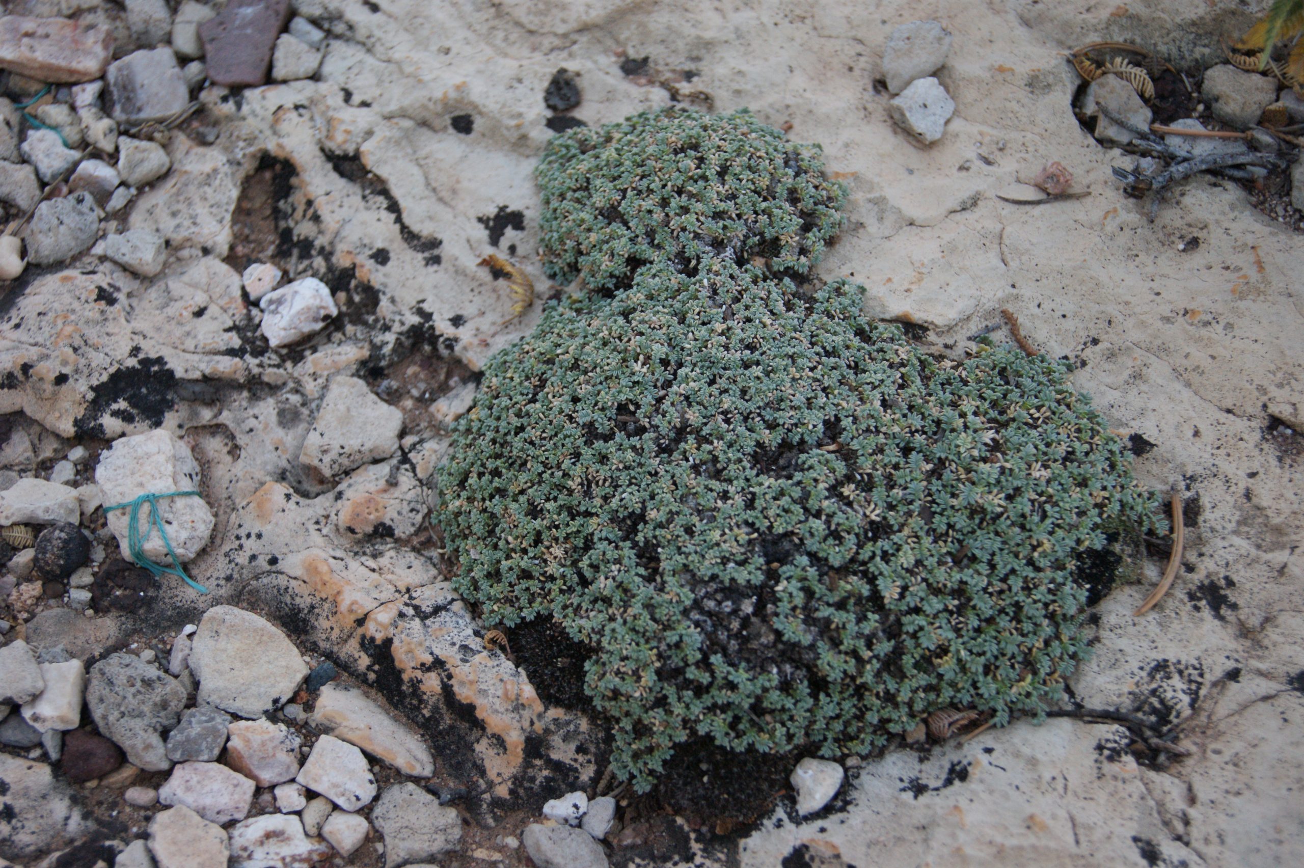 Photo of Sentry milkvetch (Astragalus cremnophylax var. cremnophylax)