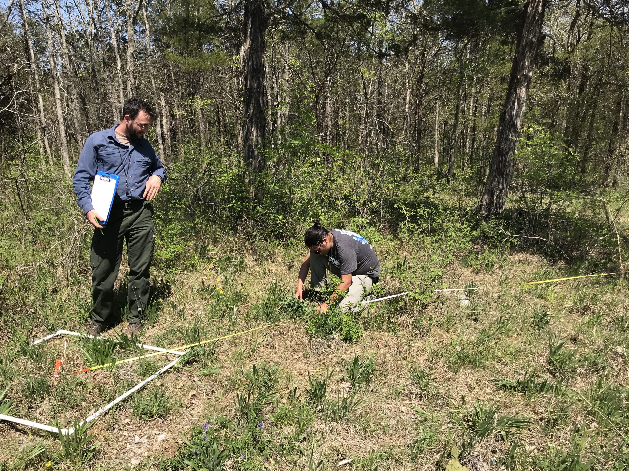 Noah Dell (left) and James Lucas (right) monitoring a natural population of Pyne’s ground-plum.