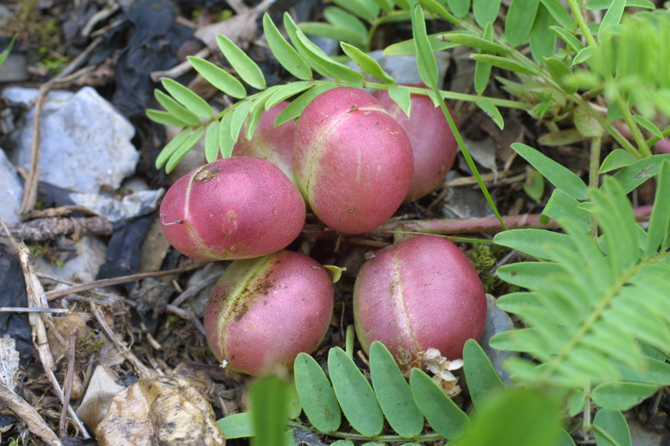 Astragalus bibullatus, Pyne’s ground, plum in fruit.