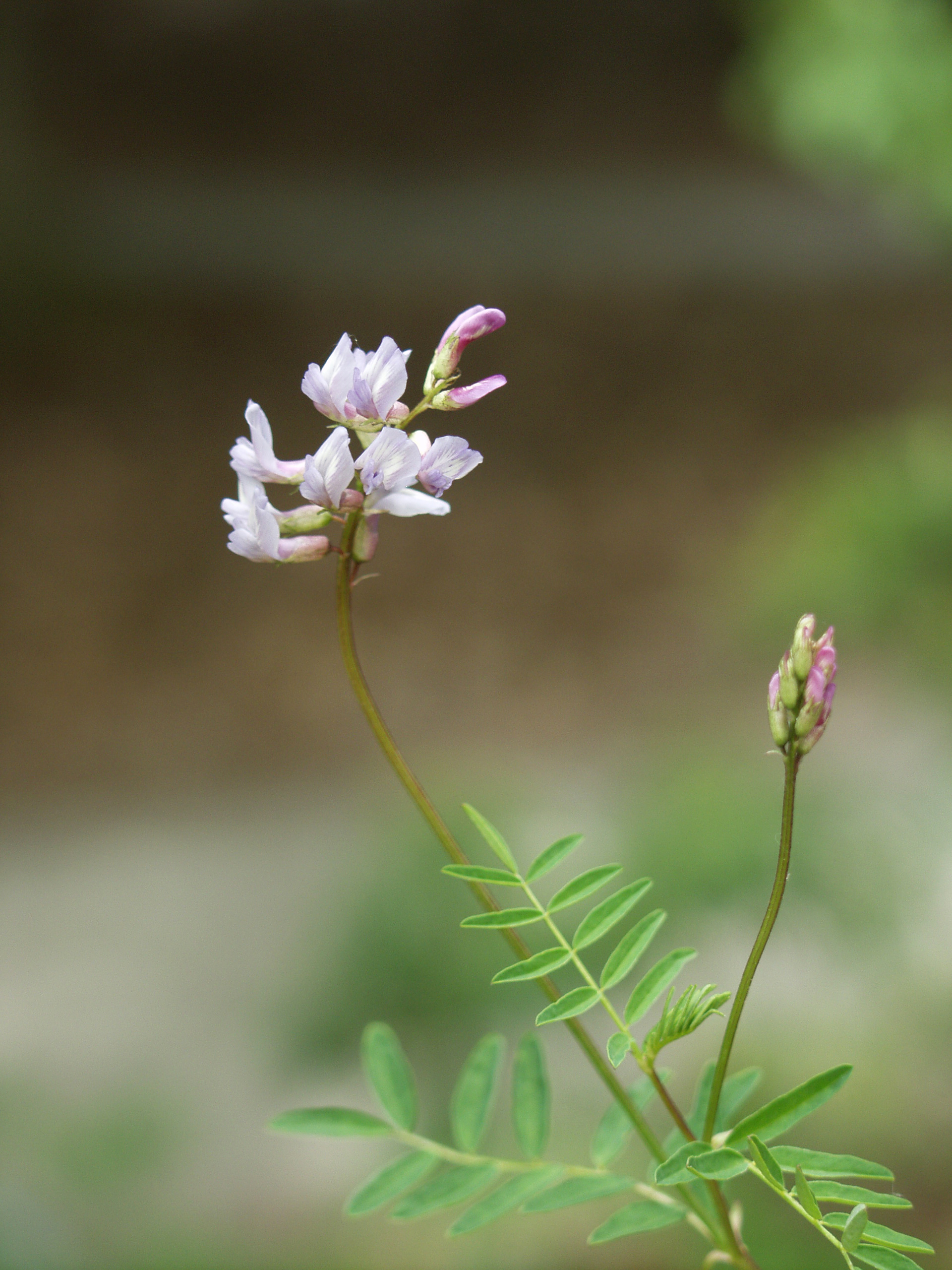 Robbins’ milk-vetch (Astragalus robbinsii var. jesupii)