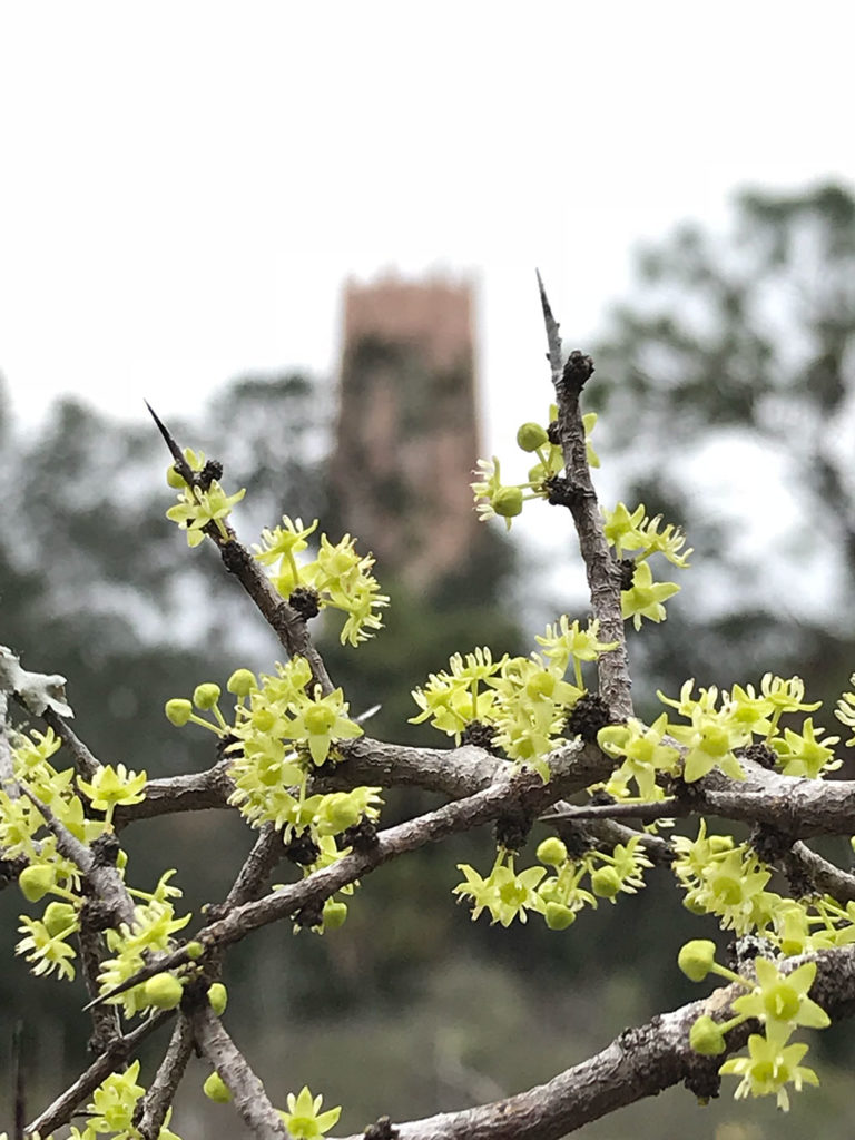 Flowering Ziziphus celata in the National Collection with Bok Tower in the background