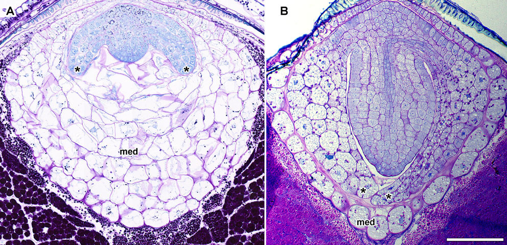 Seed maturation in Nymphaea thermarum.