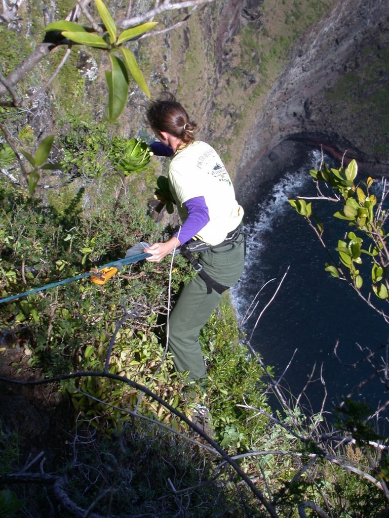 Student rappelling down cliffs to reach plants. Images provided by Ken Wood at the National Tropical Botanical Garden.