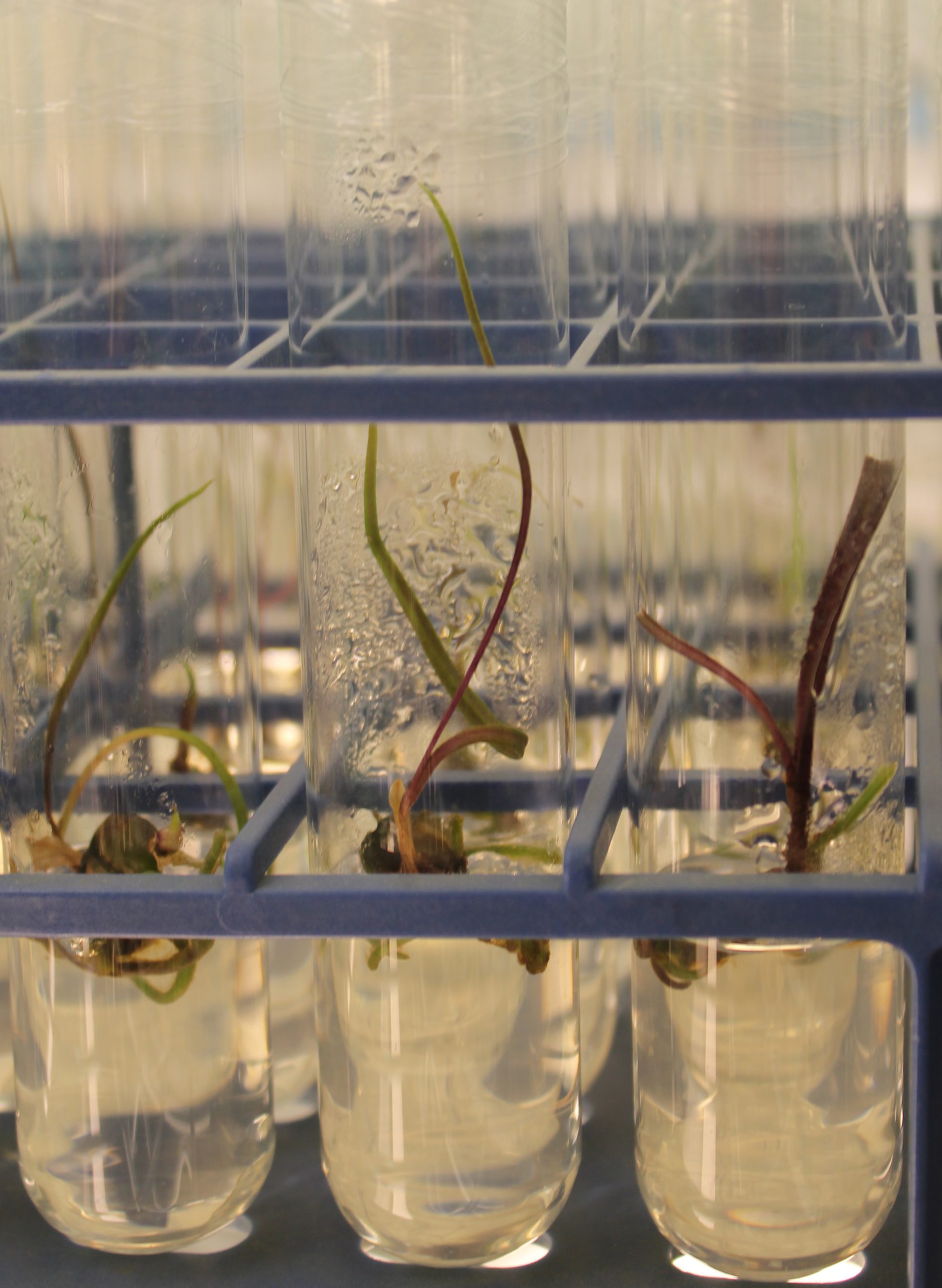 Photo of orchids in vitro