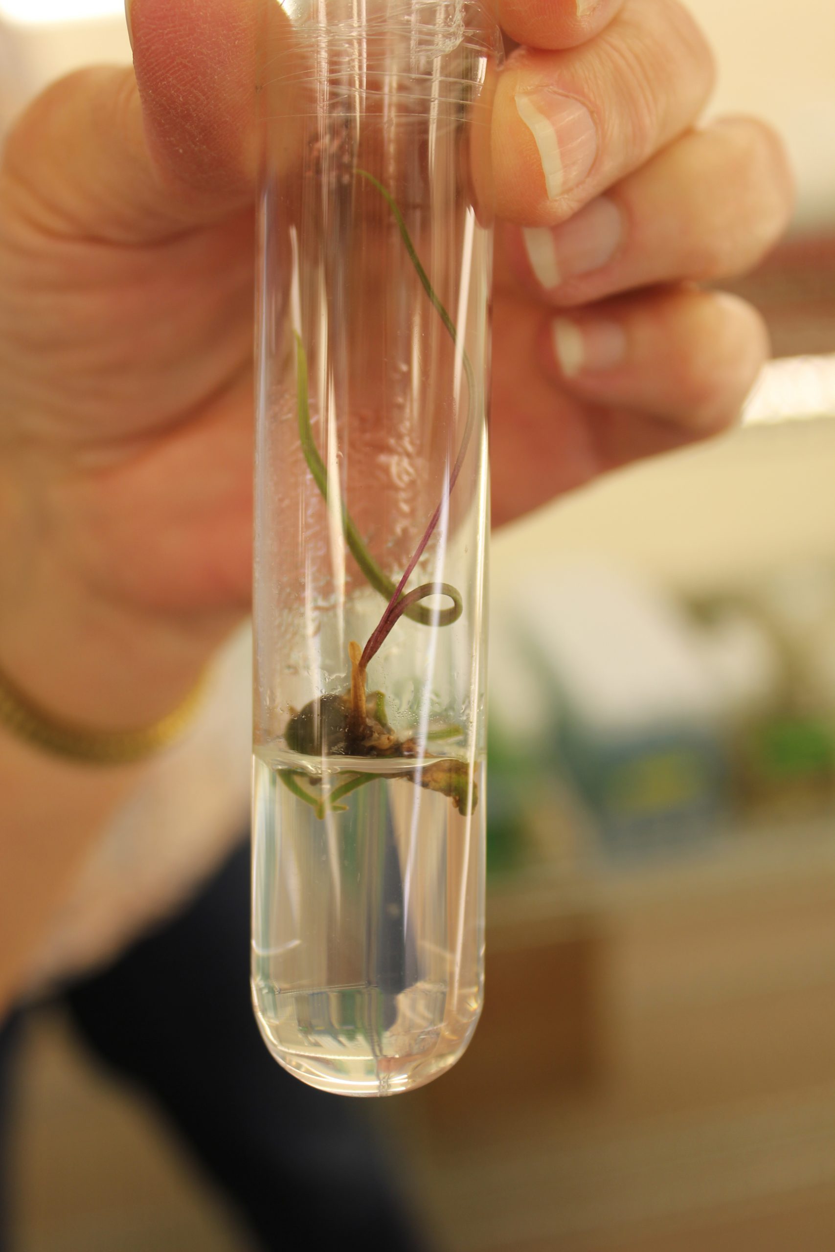 Photo of orchid in vitro, close up.