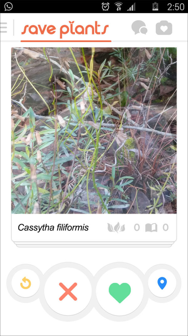 Cassytha filiformis profile