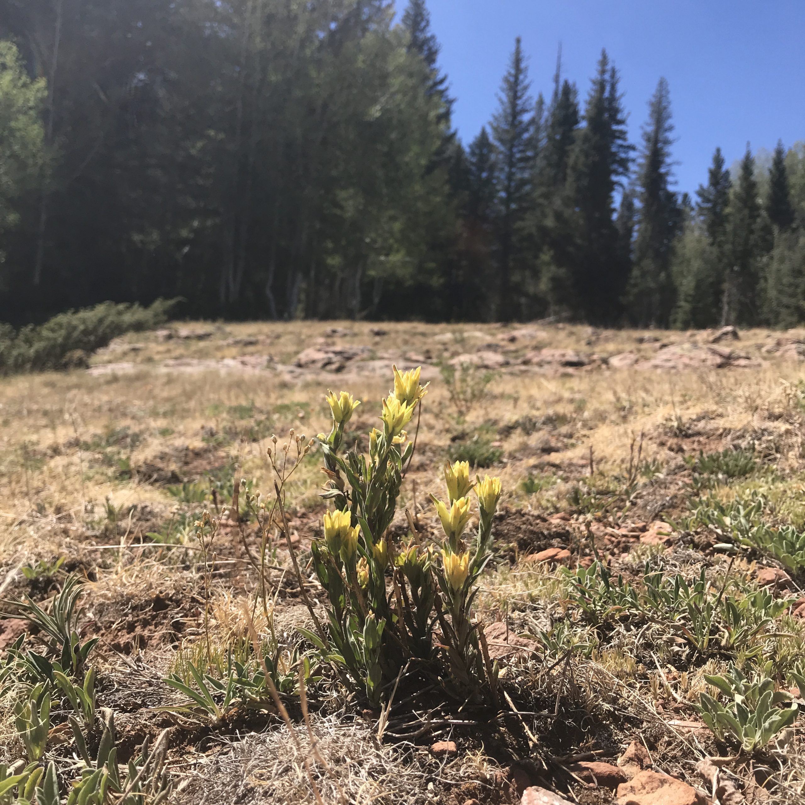 Kaibab Plateau Indian paintbrush (Castilleja kaibabensis).