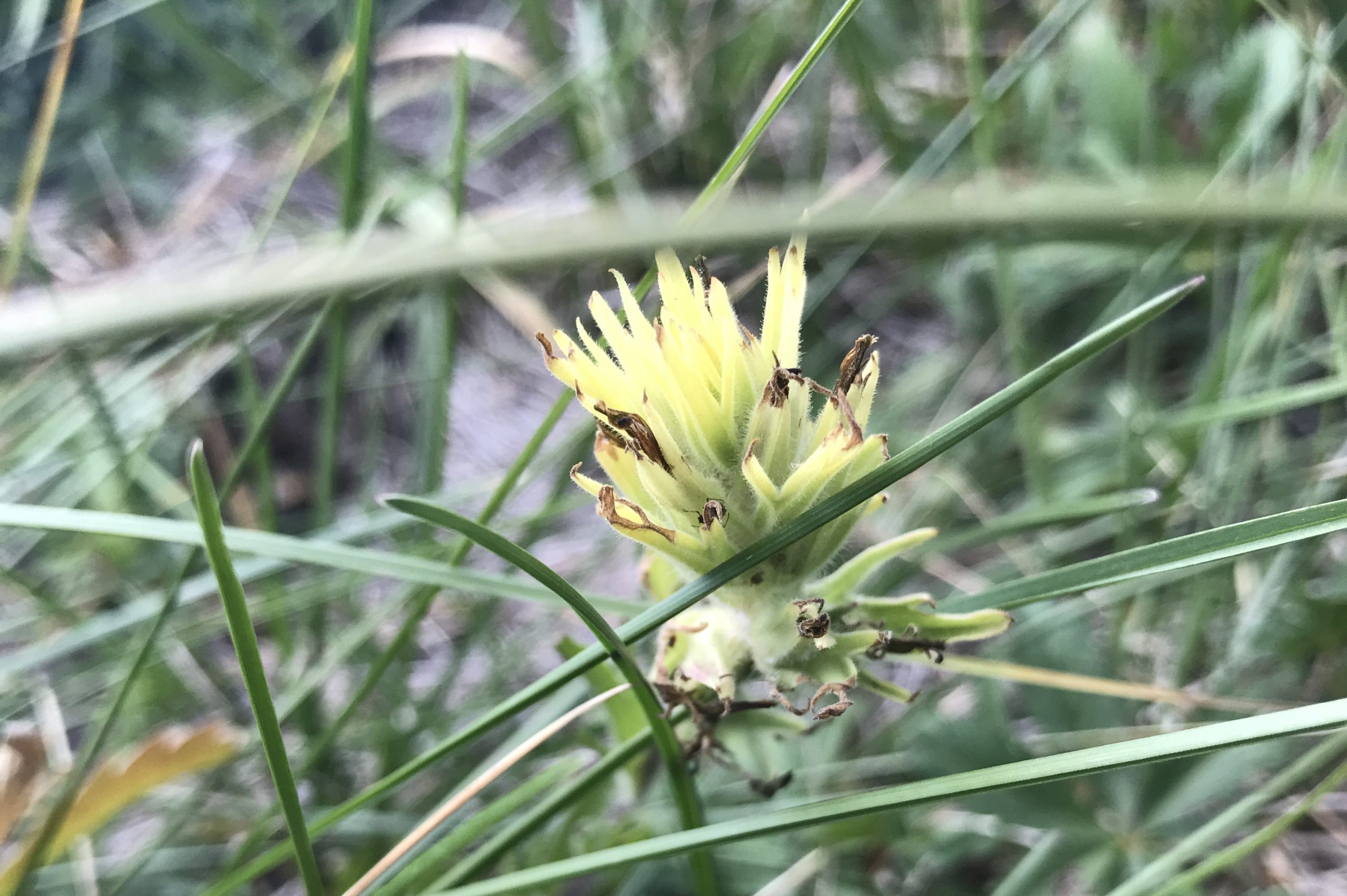 Sulfur Indian paintbrush (Castilleja mogollonica). Photo credit: Sheila Murray, courtesy of The Arboretum at Flagstaff.