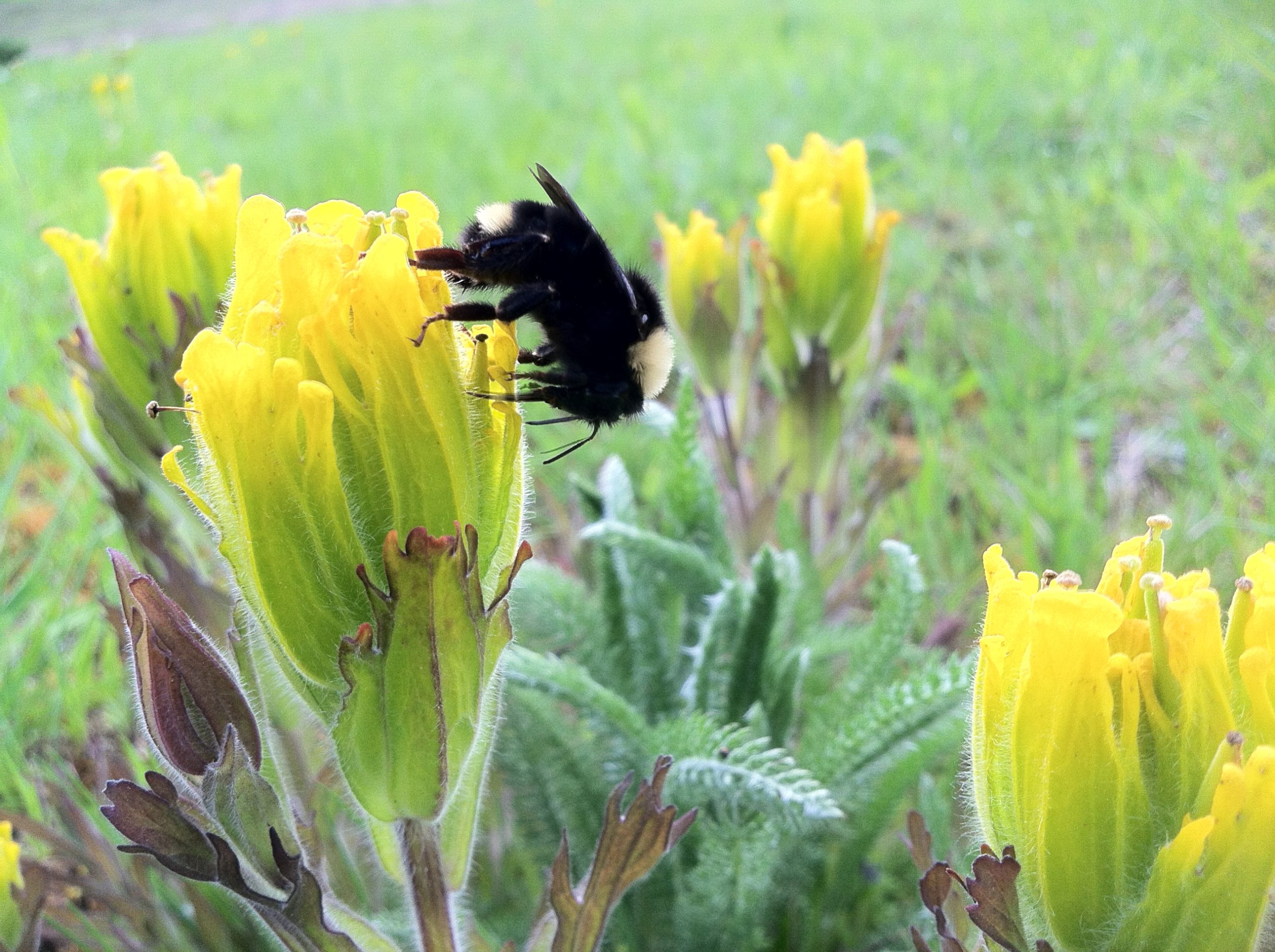 Search For Plant Pollinators - Center For Plant Conservation