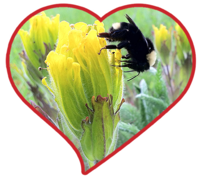 Castilleja with bombus