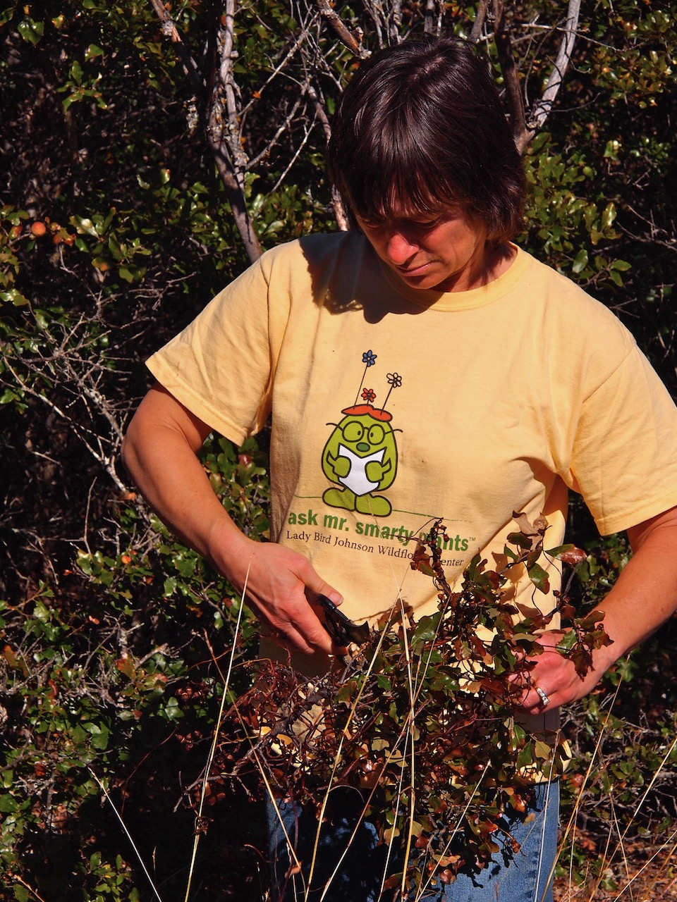 Collecting tree dodder seed from the knot of branches cut from the oak supporting the dodder.