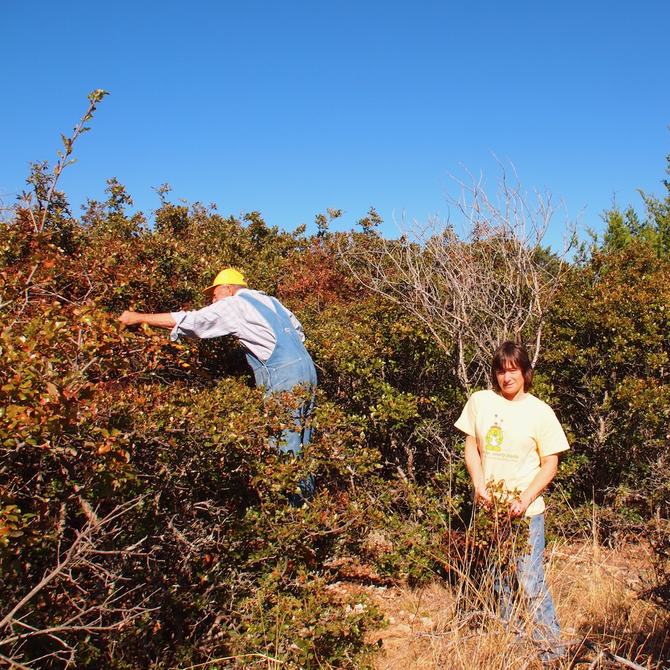 Collecting Cuscuta exaltata seeds